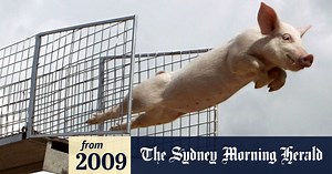 Sydney's incredible diving pigs