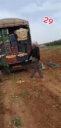 Potato Loading Process in Rural Areas