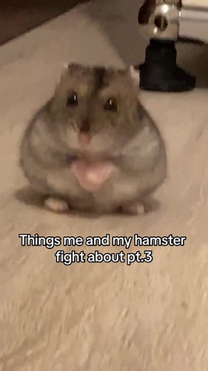 Funny Hamsters Fight Over Cheese! Cute Hamster Videos