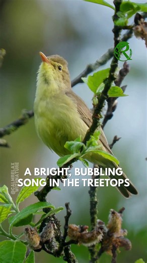 🎶 The Melodic Icterine Warbler Sings! 🐦 #calmrelaxwithnature