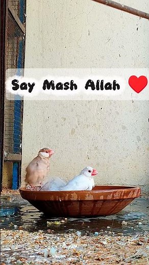 Java finch beauty 😍#javafinch #birds #javasparrow #beautifulbirds #birdlovers