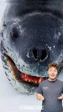 LE PIRE CAUCHEMAR DES MANCHOTS 💀