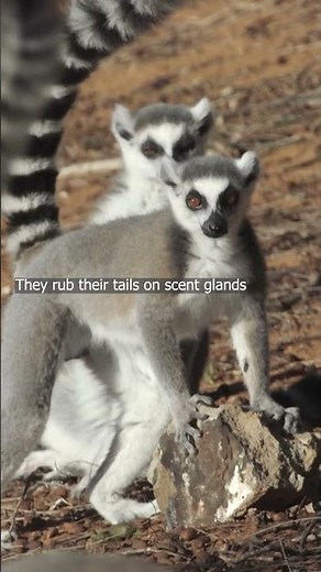 Lemur Fights with Stinky Tails?! 🦨🐒 | Ring Tailed Lemur