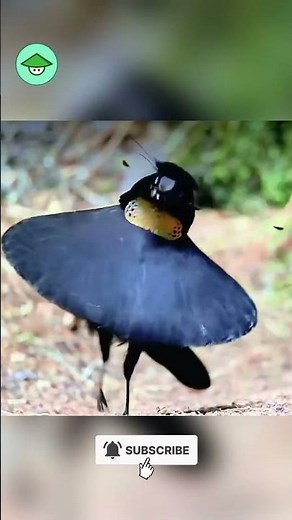 Beautiful Bird Dance in Nature
