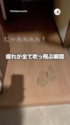 ロケットのように飛んできた猫｜PECO