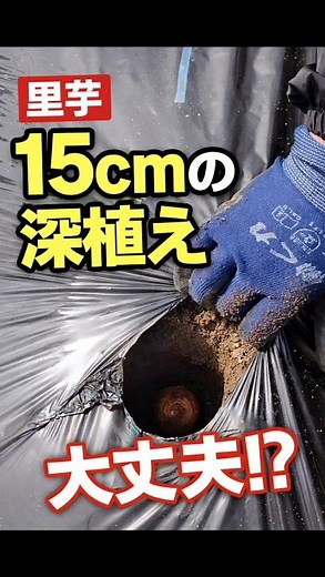 Is it okay to plant taro roots 15cm deep?