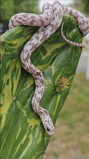 RARE MORPH COMBO!!! 🤯 Ultra Shatter Corn Snake, Ultra, Cinder, and Sunkissed combined!