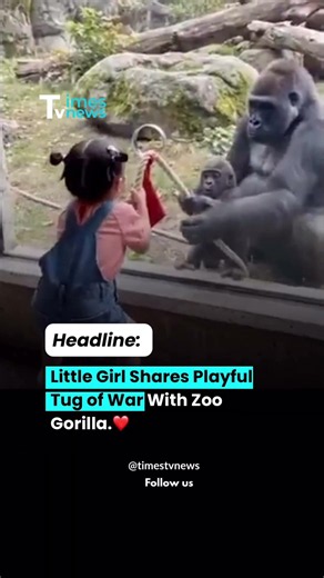 Little girl shares playful tug of war with zoo gorilla.❤️#shorts #trending #funny #cutemoments