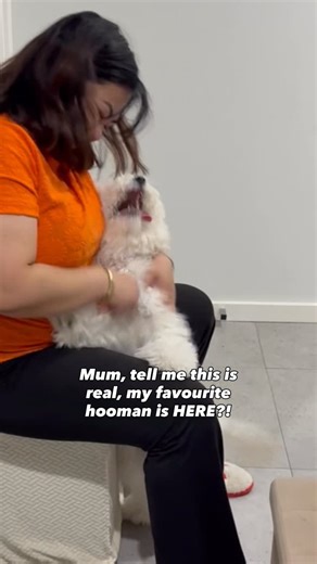 Mari on Instagram: "POV: You just came back from Melbourne and @beaniithepooh is WAY too excited 🐶💨 Tail nonstop, zoomies activated, heart completely full! #foodieluwee #doglovers #lifewithadog #dogofig #igdoggos"