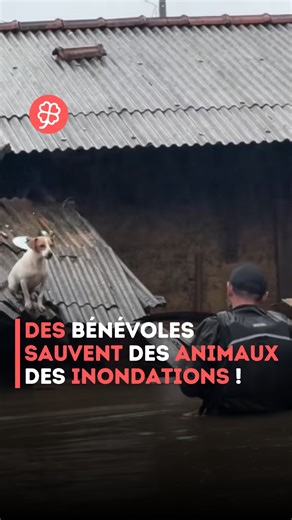 Le Média Positif 🍀 on Instagram: "Les bénévoles ne se sont pas contentés de sauver des chiens et des chats, mais ont également secouru des animaux de ferme comme des chevaux, des vaches et des cochons. Chacun de ces sauvetages a été mené avec un profond respect pour chaque vie. Un effort collectif réunissant vétérinaires et citoyens pour venir en aide aux animaux dans une situation tragique. Un moment de solidarité et d’humanité au cœur de la tempête 🐶🥹 🎥 @luismartinez_ambientalista Abonne-t