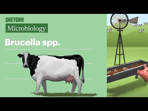 Brucella spp (Microbiology) | USMLE Step 1 | Sketchy Medical