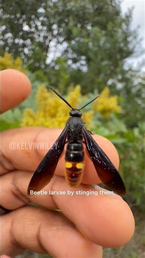 Why This Wasp Is Actually Helpful