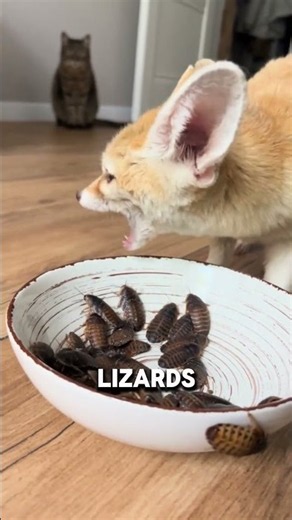 Top Amazing Fennec Fox Facts You Didn't Know! 🦊