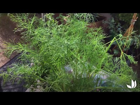 L'aneth, plante aromatique à la saveur anisée - Truffaut