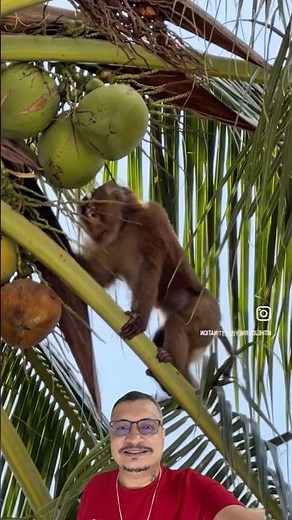 The monkey is so used to it that it didn't even care about the camera.