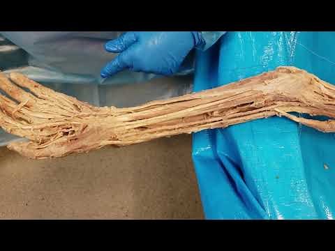 Anterior Compartment of the Forearm