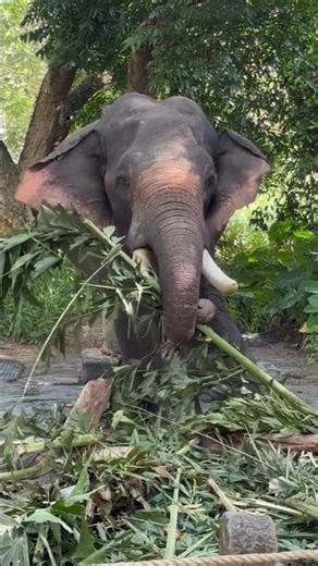Tiếng voi kêu | Elephant sound 🐘🌳 #shorts