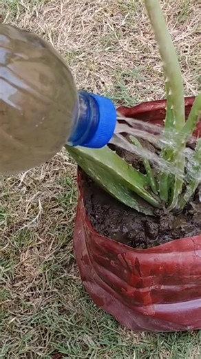 Aloe vera care tips: Easy and doesn't take much time #shorts#aloevera#tip#care#easy#fyp#plants#fyシ