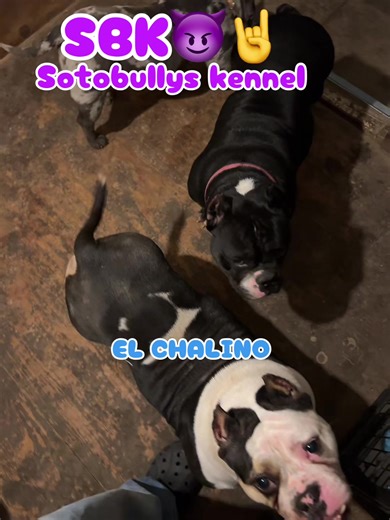 Exploring Exotic Bullies: SBK Kennel Insights