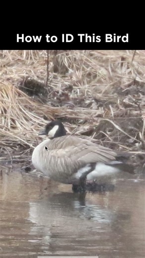Can you identify this goose?