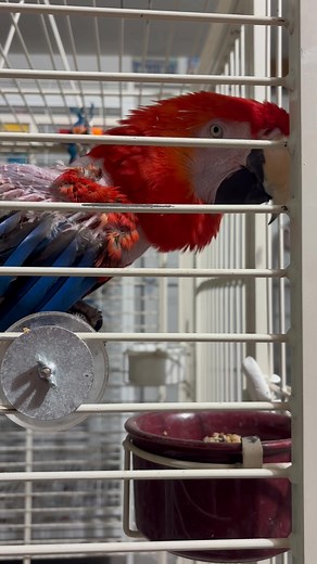 Scarlet is starting to come around. Up until a few days ago she would attack the bars and violently lunge. Now she’s stepped up for me and is way more settled. Even when she was fed high prize food she wouldn’t eat just lunge. Progress! For now she’s not available. If she isn’t fully “rehabbed” I know she will fail and someone will get hurt. It doesn’t matter how long it takes. We’re going to work at her pace. I’m betting once she trusts fully again she will be back to the same kissy loving girl