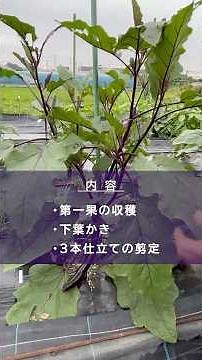 サントリー本気野菜『ナスの育て方 第一果収穫と剪定』1分15秒