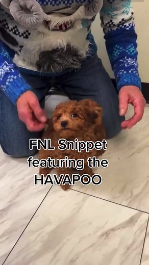 Discovering the Adorable Havapoo Breed | Puppy Love Showcase