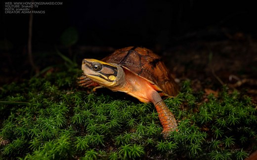 Golden Coin Turtle - Asian Three Lined Box Turtle - Cuora trifasciata — HongKongSnakeID.com