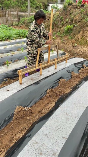 Complete Process of Corn Planting with Plastic Mulch - Amazing Tool