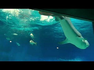 First ever filmed: Tiger shark intestine eversion