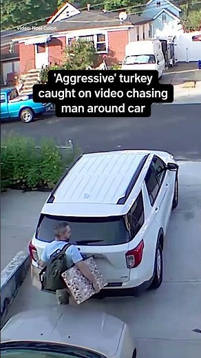 'Aggressive' turkey caught on video chasing man around car