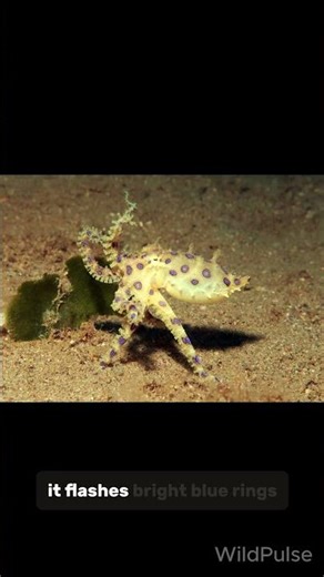 Did You Know This Tiny Octopus Can Kill in Minutes?