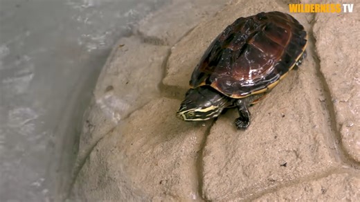 We found these turtles trapped in a dry pond, then had to act fast