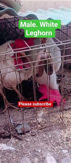 male white leghorn for future egg production #please_like_share_and_subscribe #chicken #farming101
