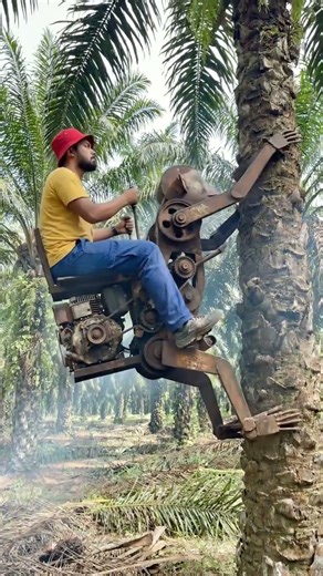 A DIY rusty robot machine powered by a small engine used for quickly harvesting palm fruits