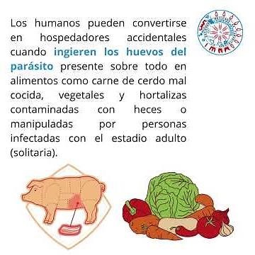 Cisticercos: lo que debes saber sobre este parásito | Videoinfografía 1 SMP A. C.
