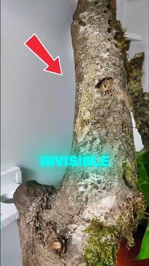 Top 5 Animals With insane Camouflage Skills