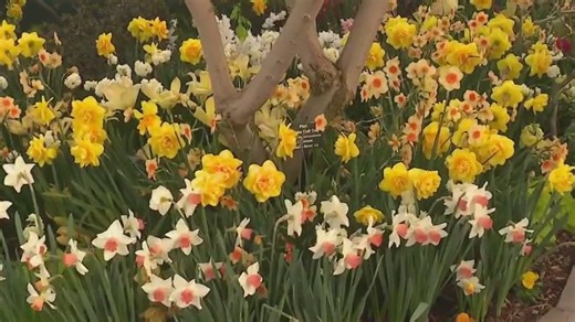 Spring flower shows in Chicago bring color and learning opportunities