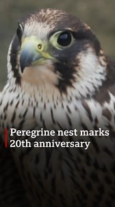9.4K views · 127 reactions | Happy 20th birthday to the Nottingham Trent University peregrine falcon nest! The 40th chick is expected to hatch this year. Have you been glued to the webcam? bbc.in/2NaS6GF | BBC Nottingham | Facebook