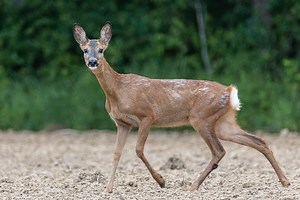 Chevreuil femelle (Chevrette ou "Chèvre")