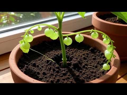 💚 String of Pearls: The Viral Succulent! #shorts #stringofpearls #2026 #plantlovers #gardening