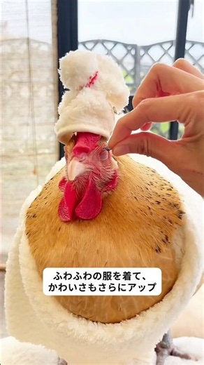 いつもそばにいたい小さなヒヨコ 🐥 #ヒヨコ #動物救助 #ペット #かわいい #絆