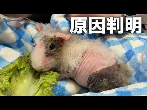 I finally figured out why my guinea pig went bald...!
