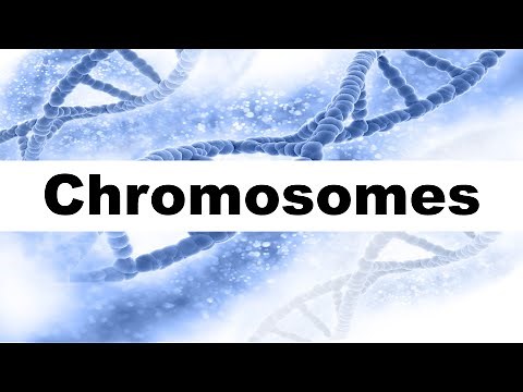 Chromosome Structure and Function I Autosomes and Sex Chromosomes