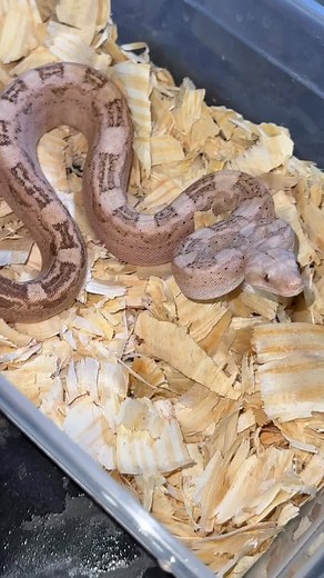 VPI Fire Aztec 👉🏽👉🏽👉🏽 Click the link in my bio (https://linktr.ee/boasabound) for details on all available boas. Payment plans welcome! Also, make sure you follow all my social media accounts for additional content. Watch Bloggin Bout Boas on YouTube! Like, comment and subscribe! ———————————————————————— #boas #rainbowboa #snake #reptiles #animal #snakesofinstagram #pet #VPI #ballpython #anaconda #boaconstrictor #albino #animals #pets #snakes #viper #reptile #snakesofIG #BoasAbound10Second