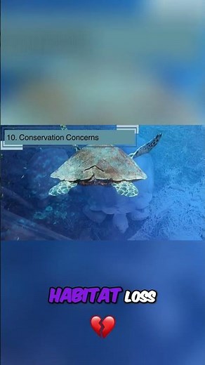 Saving Turtles: Their fight for survival