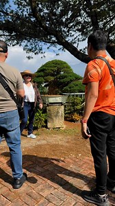 SUPER BUXUS HARLANDII | Romeo Antipuesto Jr