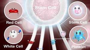 Understanding Stem Cell Therapy - Child Version Animation