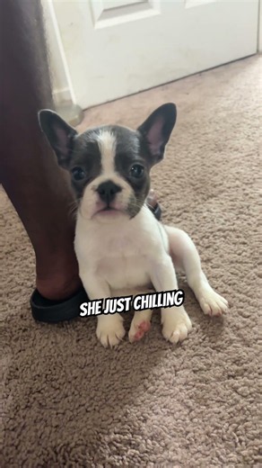 My pied frenchie is super cute