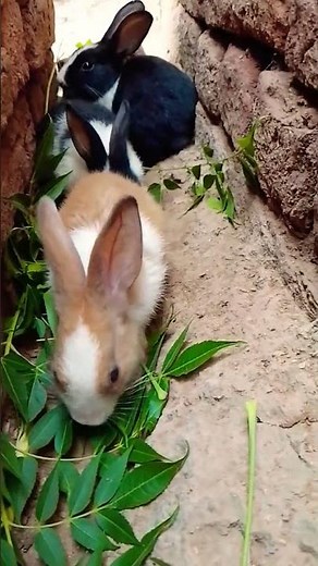 🐇💗 A Bunny Moment Full of Pure Cuteness! 🌸 #bunny #fluffybunny #cuterabbit #bunnieslove